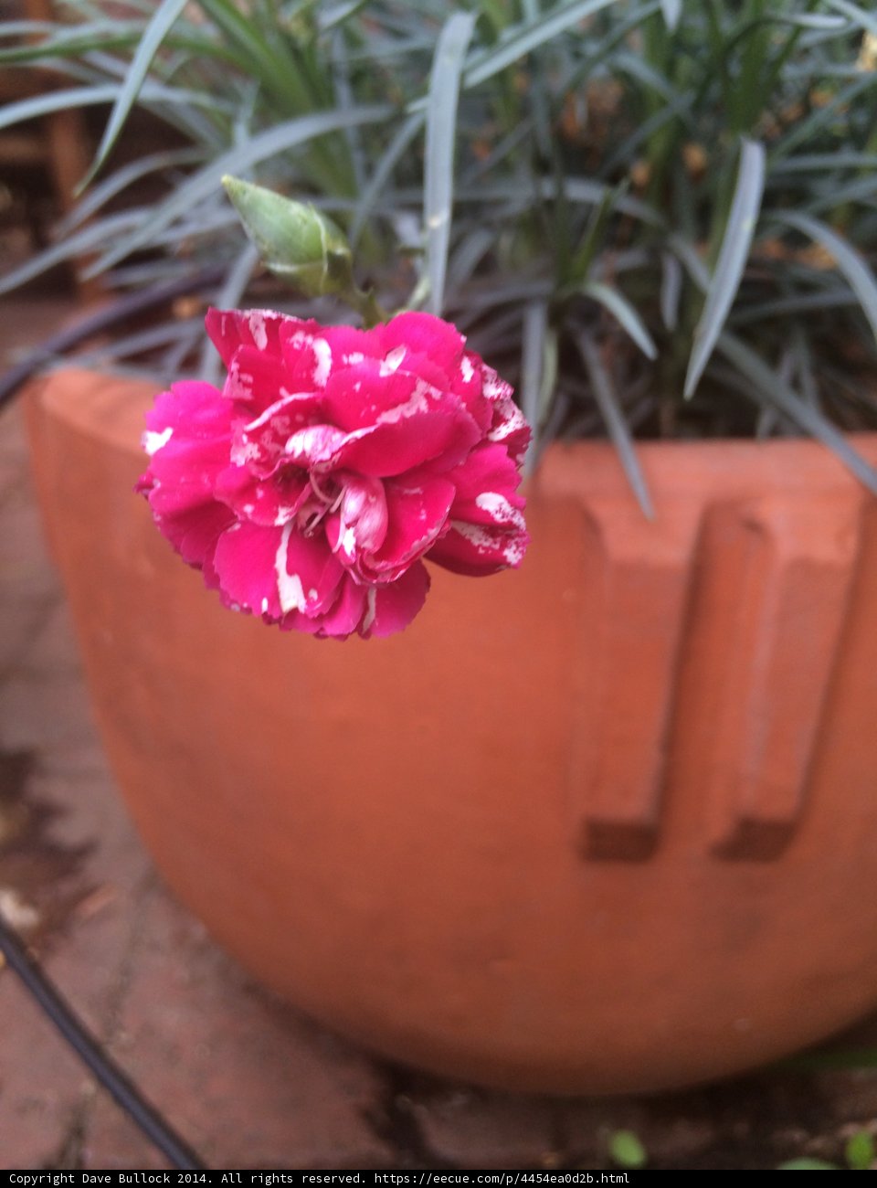 Pink Geranium in a Potted Plant on a Brick Patio