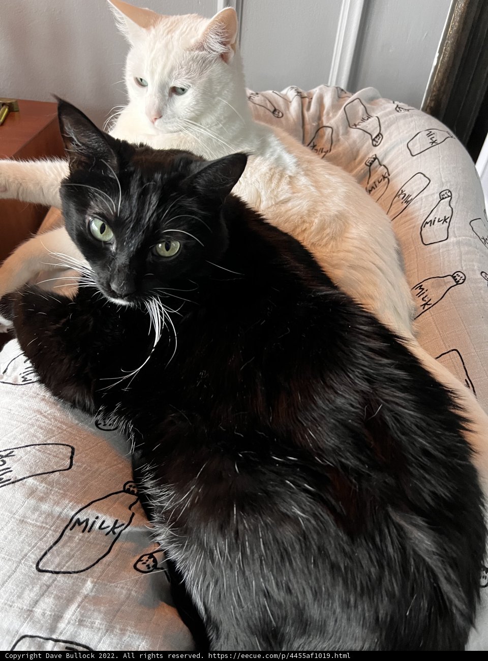 Feline Friends