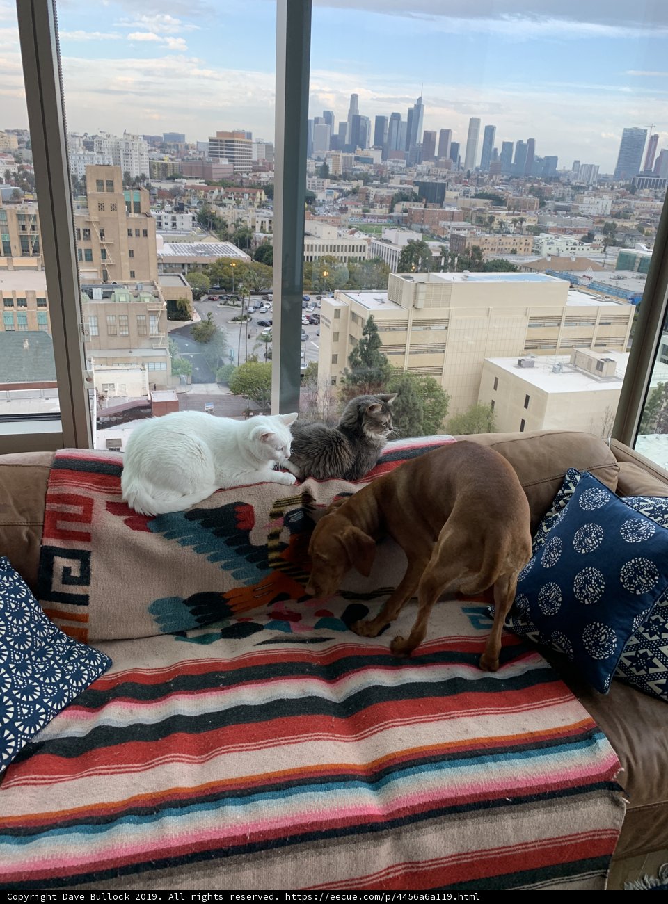 Furry Friends on the Couch