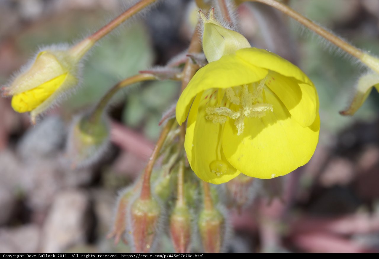 Sunny Geranium
