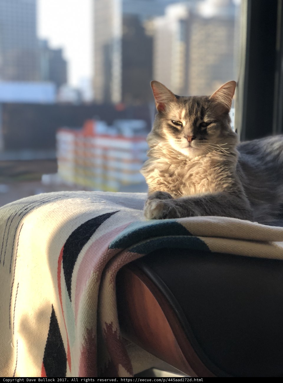 Feline Throne