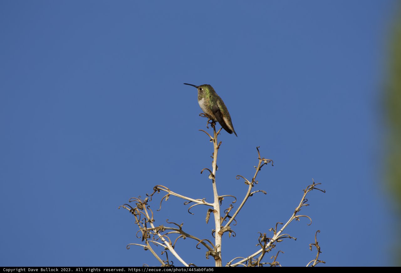 Dawn Serenade: Hummingbird on Branch