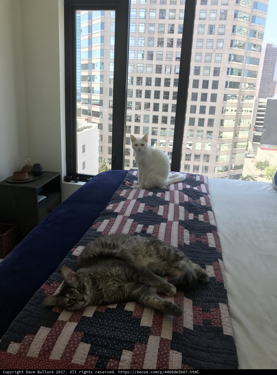 Feline Relaxation by the LA Window