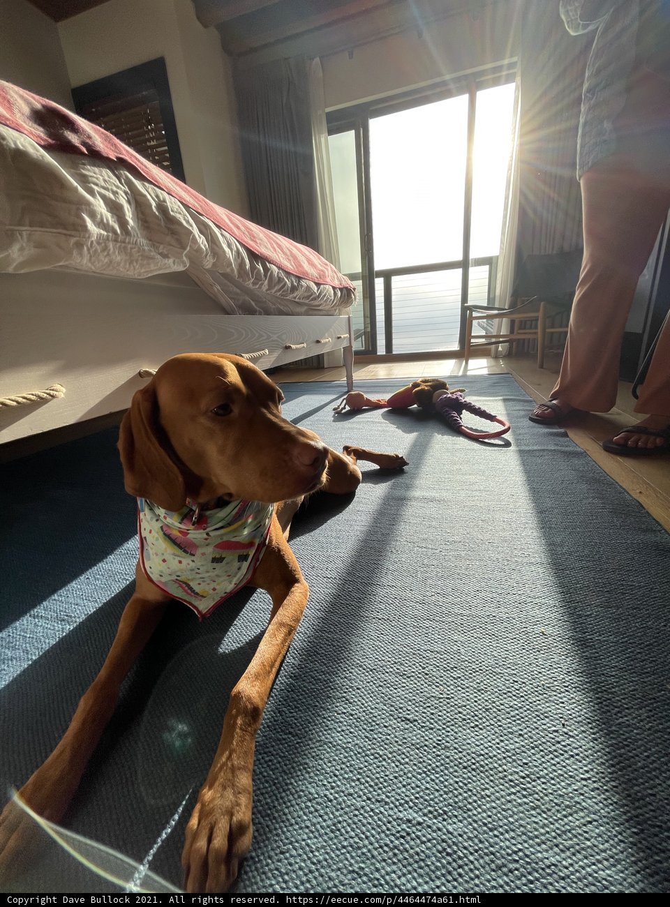 Comfortable Canine Companion