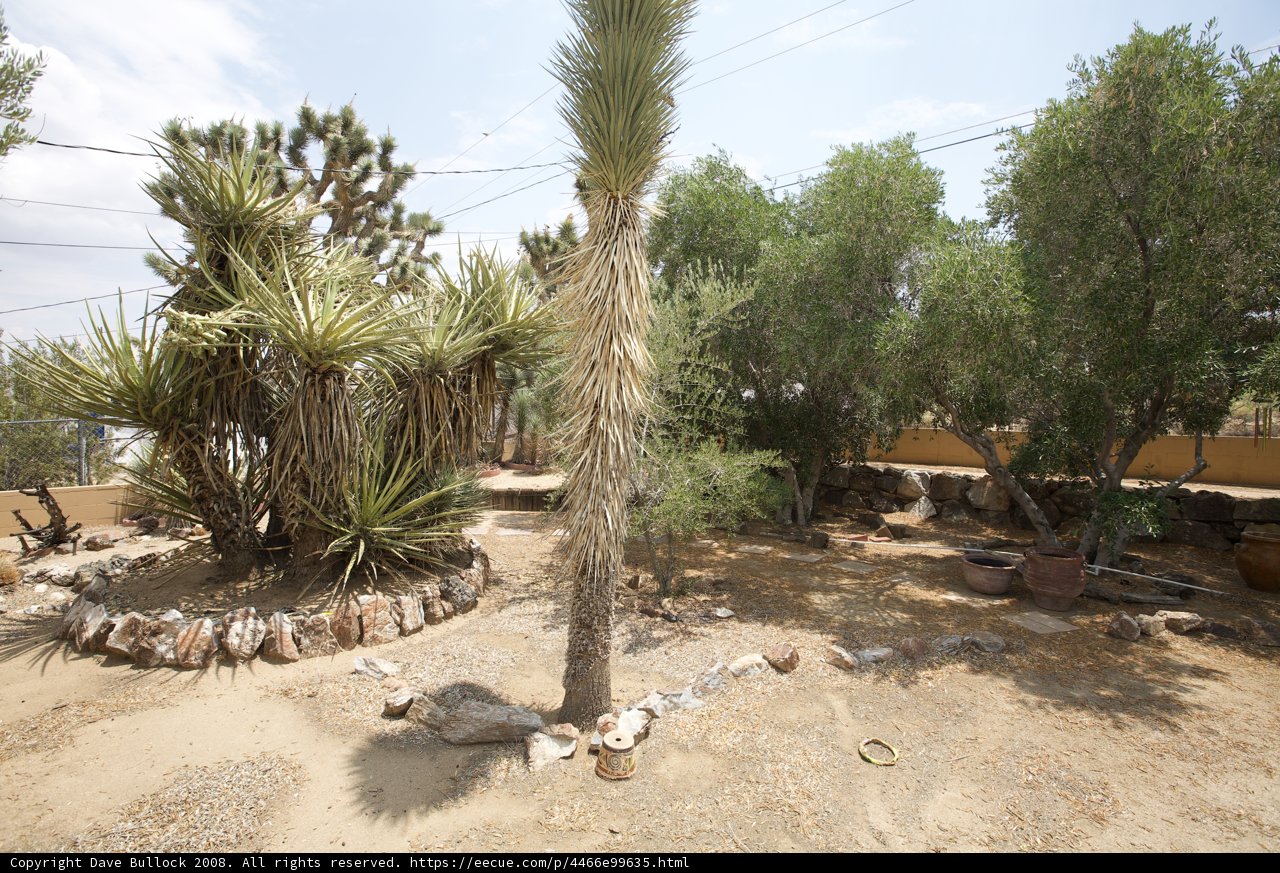 Beauty in the Desert