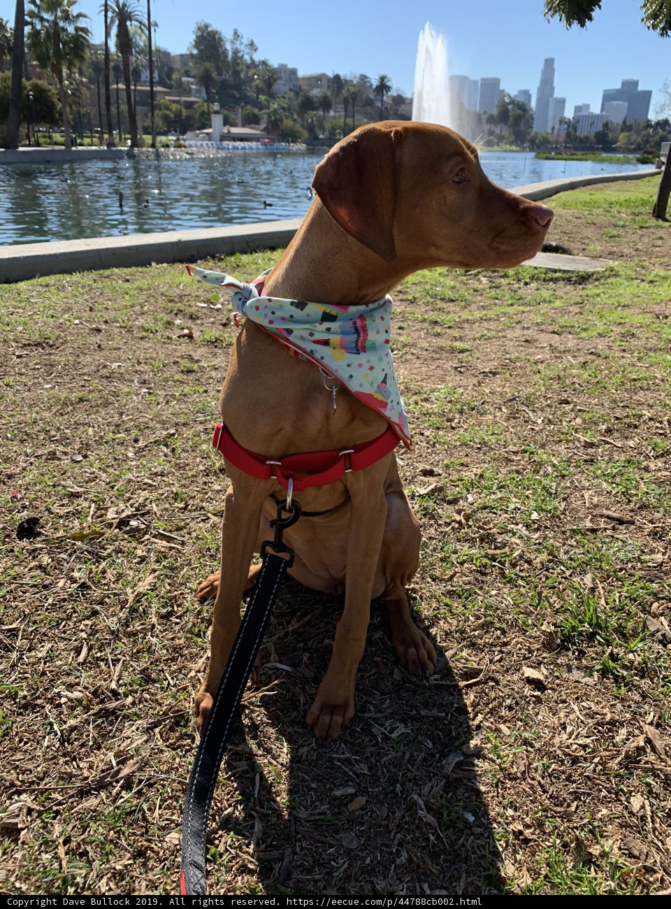 Red Bandana Pup in the Park