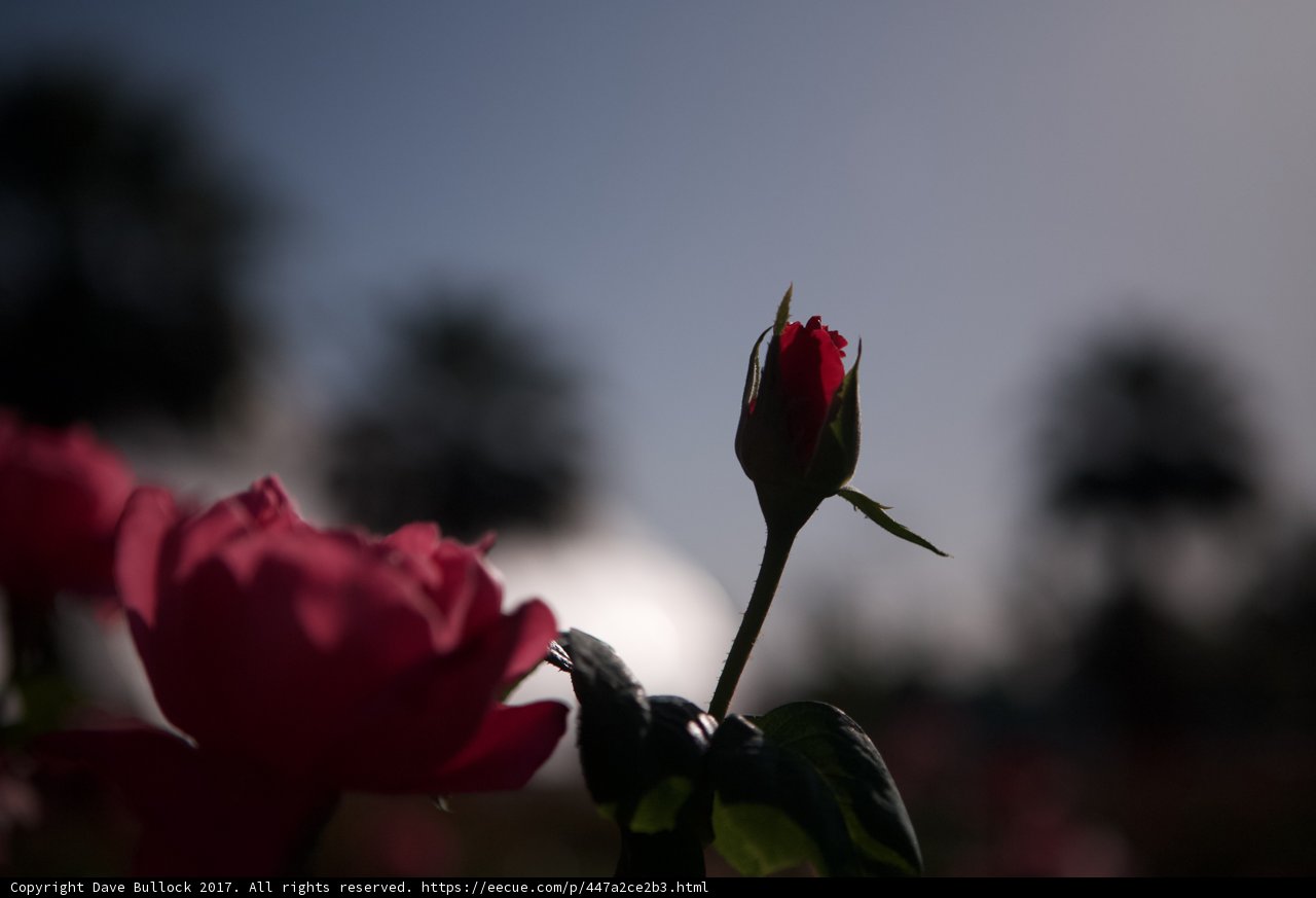 Radiant Rose in the Sun