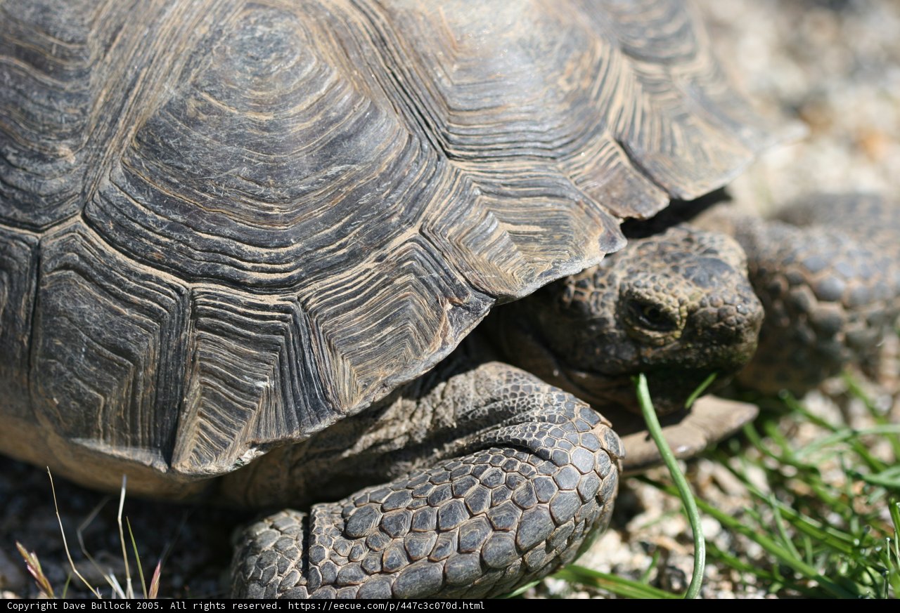 A Mighty Tortoise