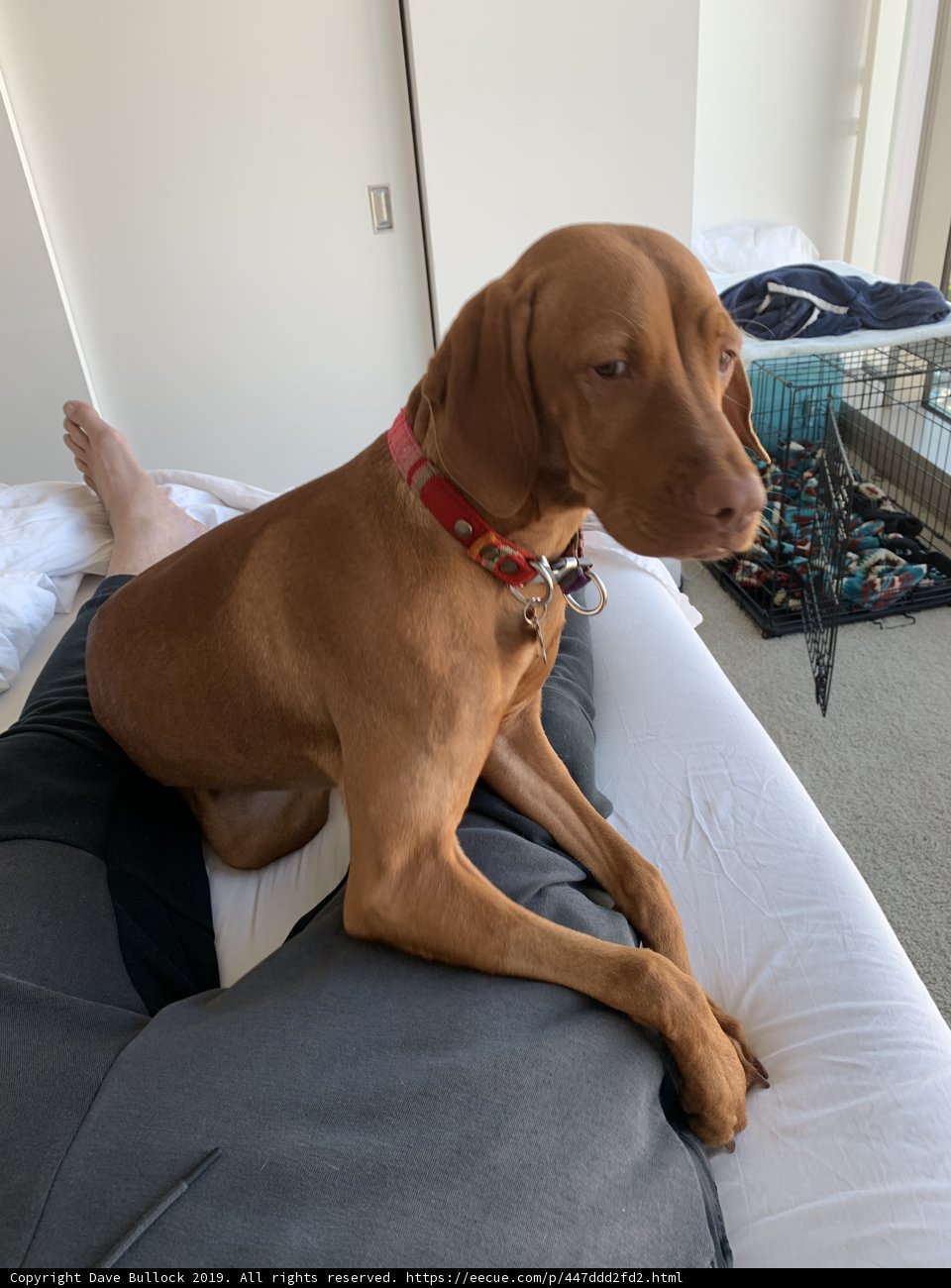 Relaxing with My Best Furry Friend