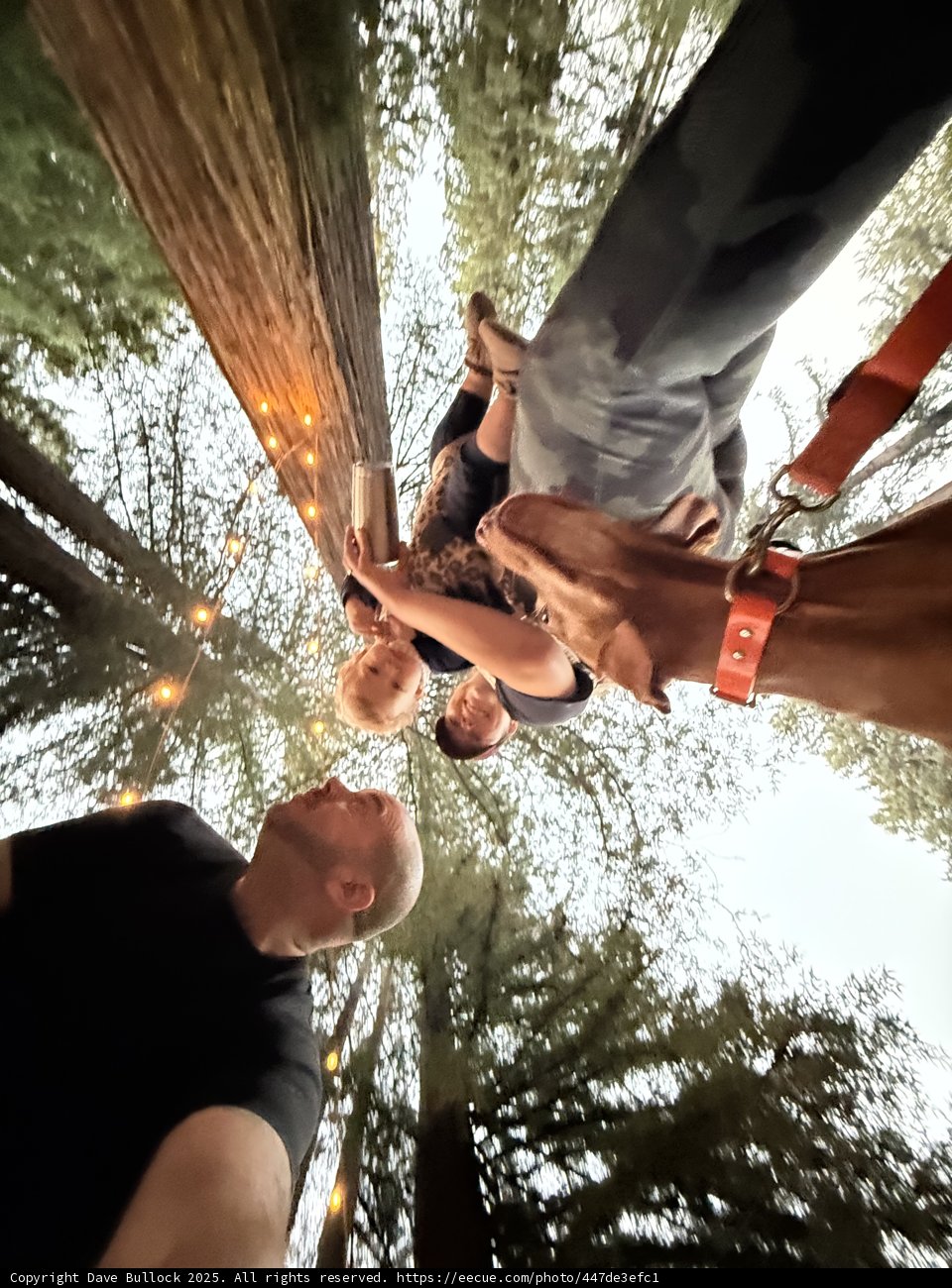 Evening in the Redwoods