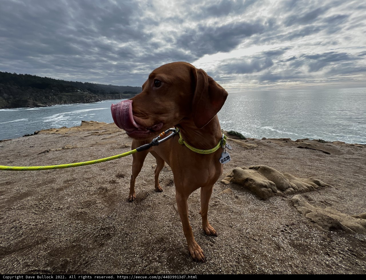 Overlooking the Majestic Ocean