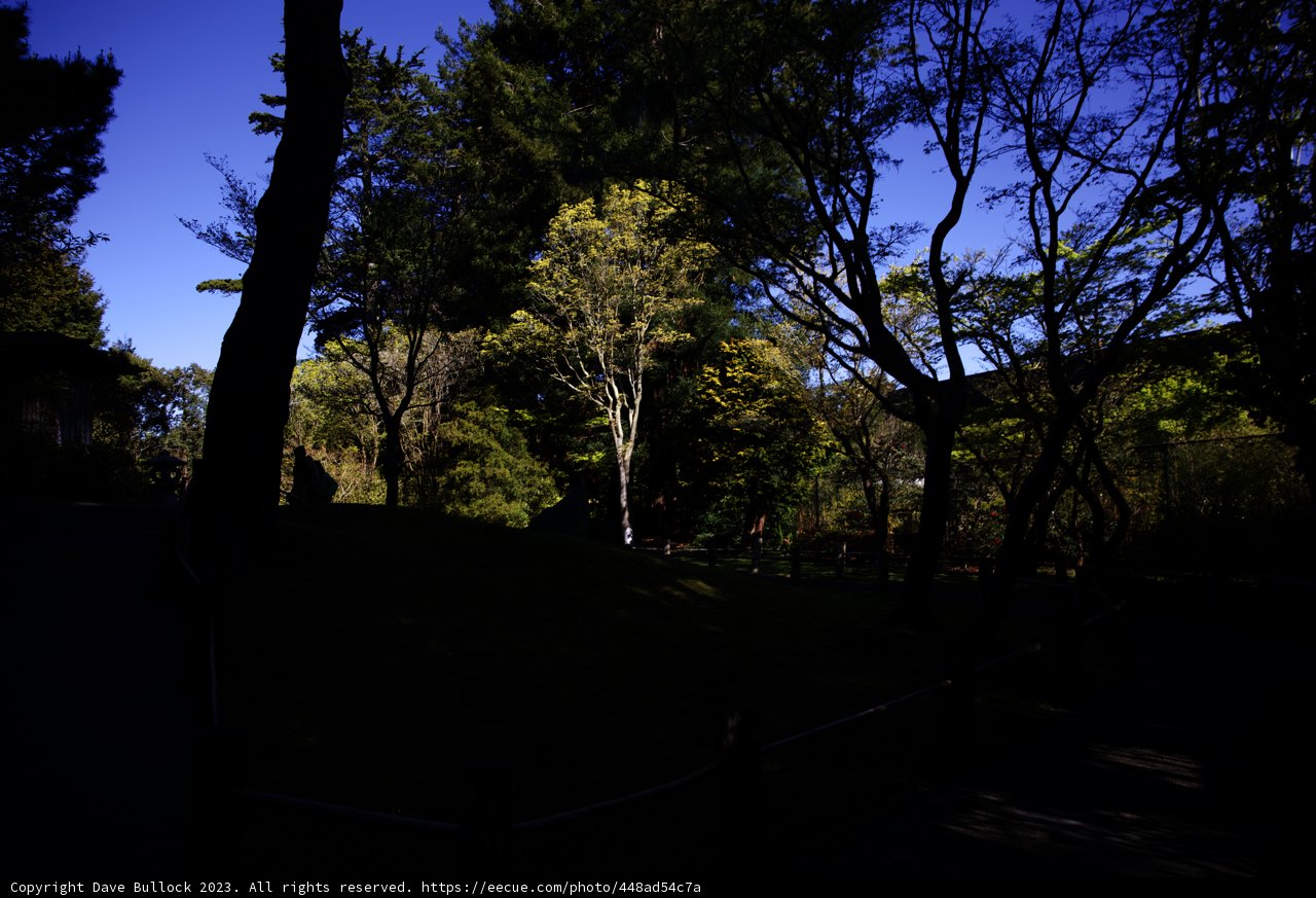 Serenity in the Japanese Tea Garden