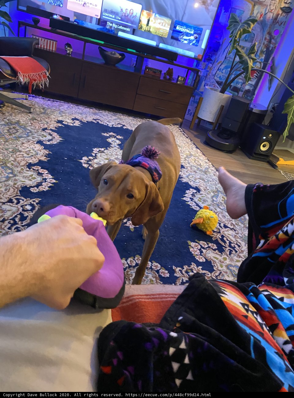 A Furry Companion to Binge-watch With