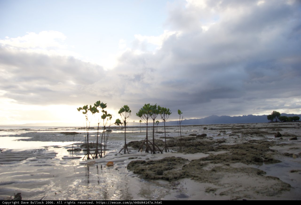 Serene Mangrove Grove on a Muddy Shoreline