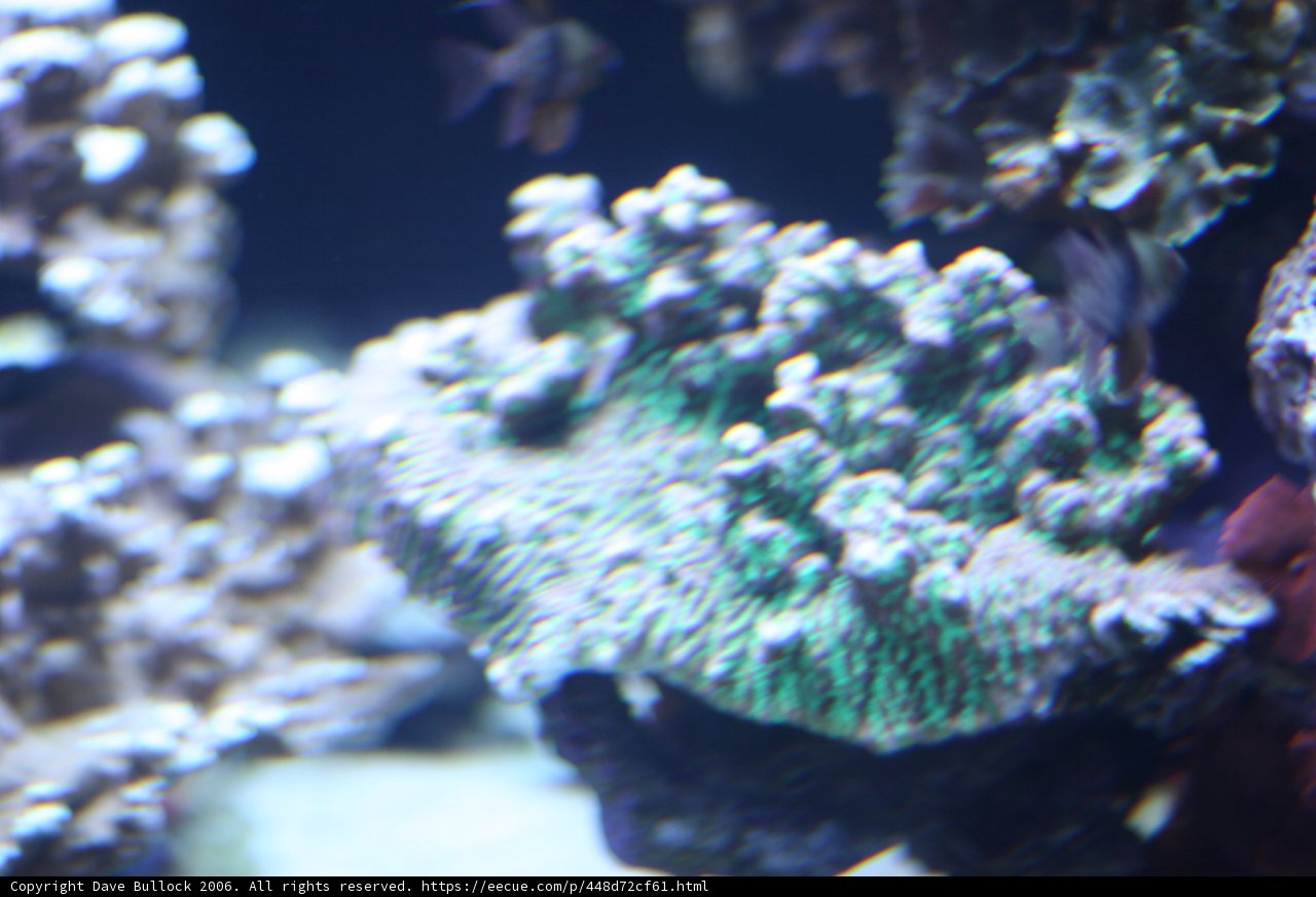 Diverse Sea Life on the Coral Reef