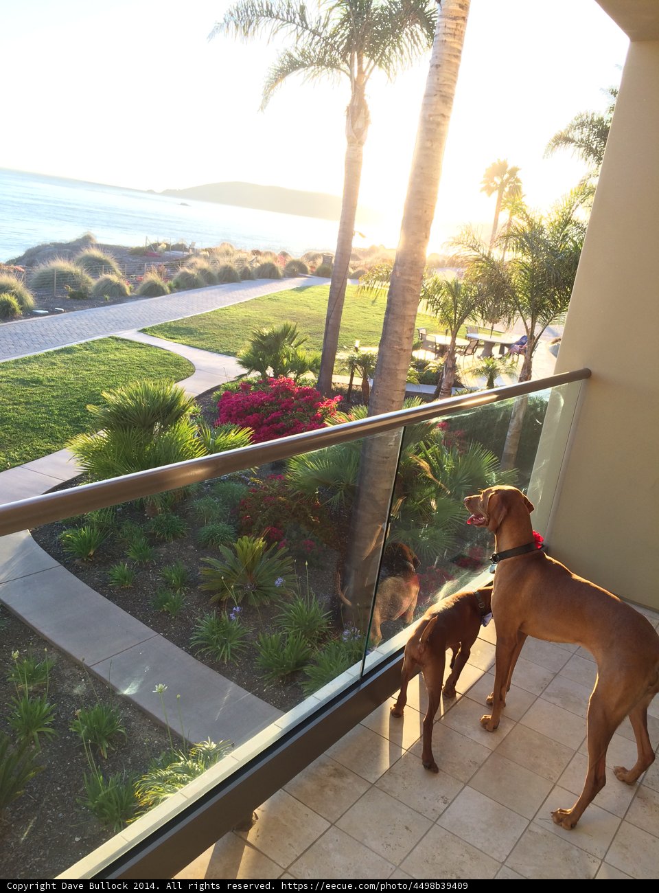 Balcony Buddies