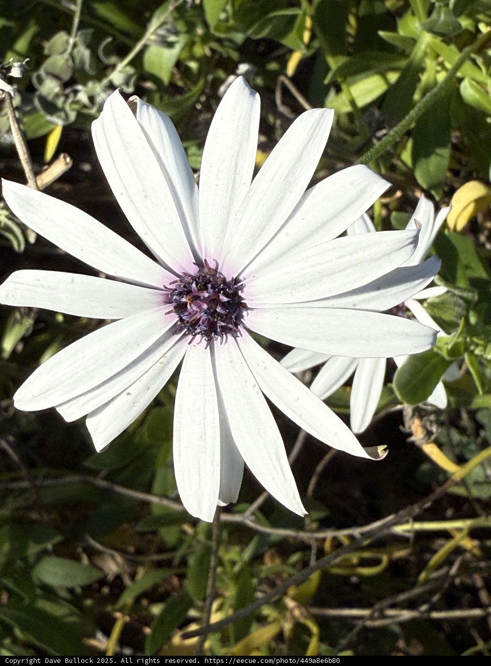 Petals of Grace