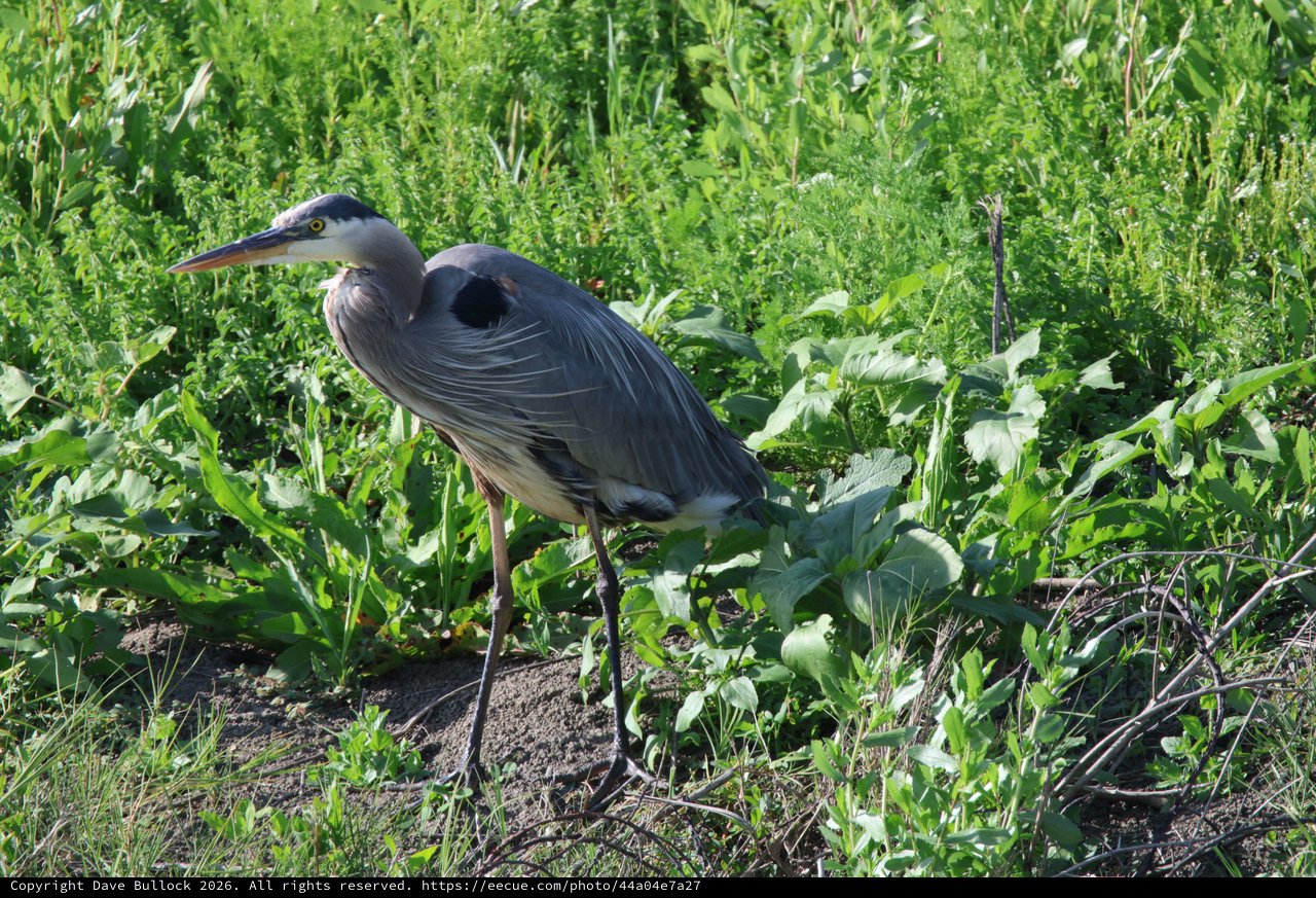 Great Blue Heron Foraging in Wetland Vegetation
