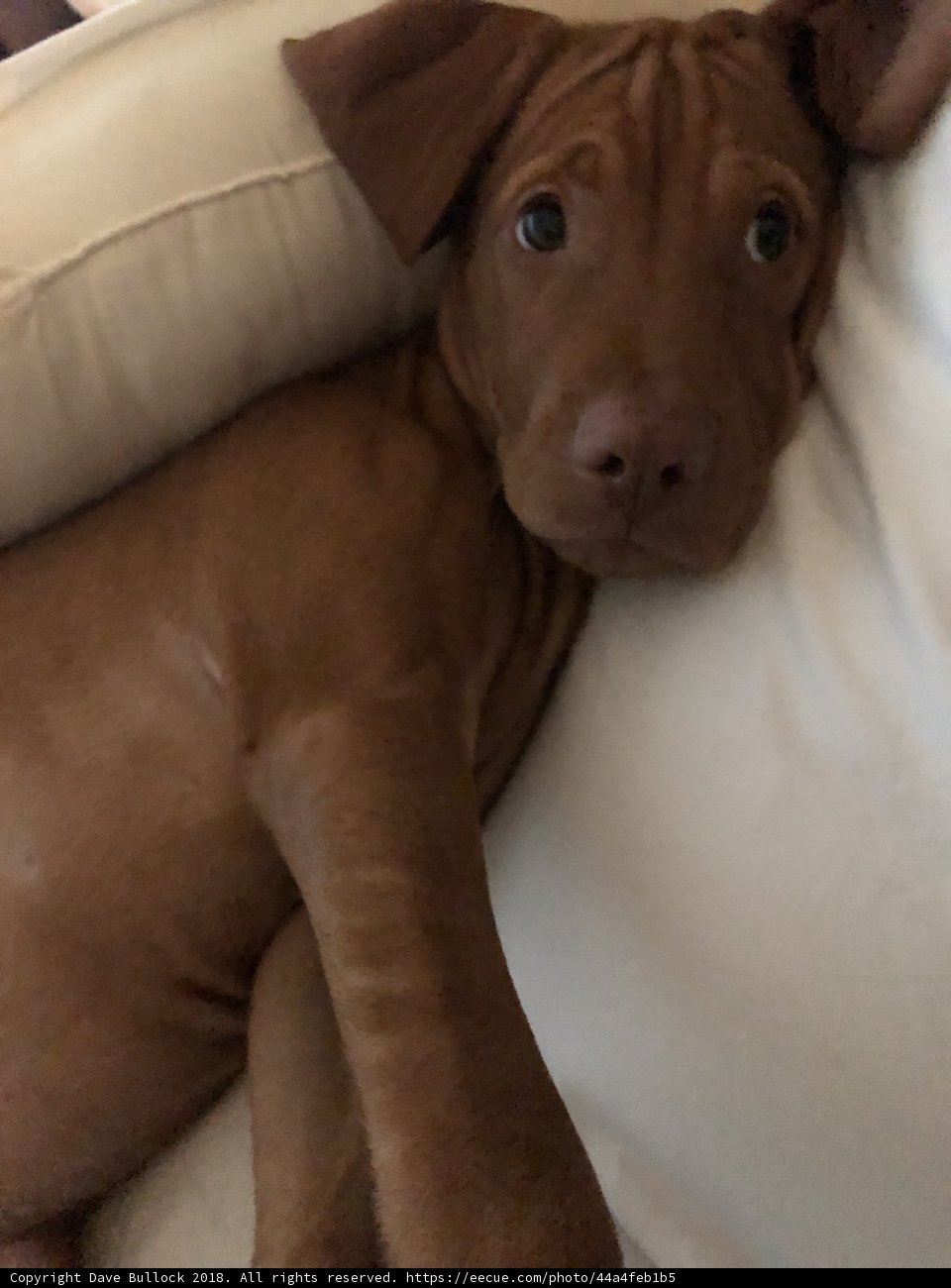 Comfy Canine on the Couch