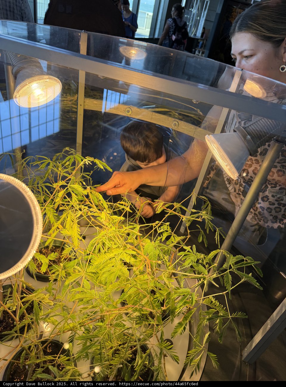 Curious Glimpses at the Greenhouse