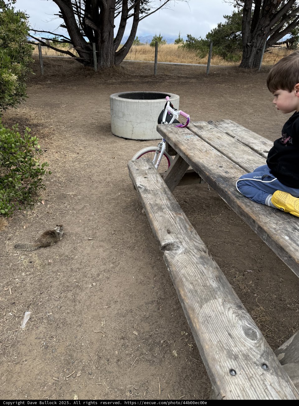 Curious Encounters in Cambria