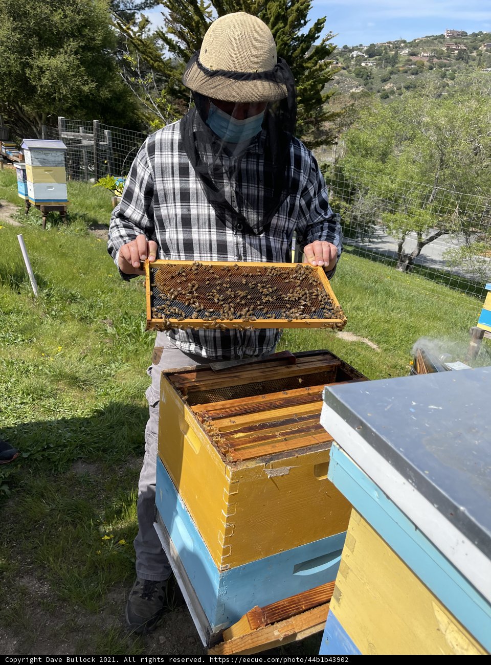 Beekeeping in Carmel