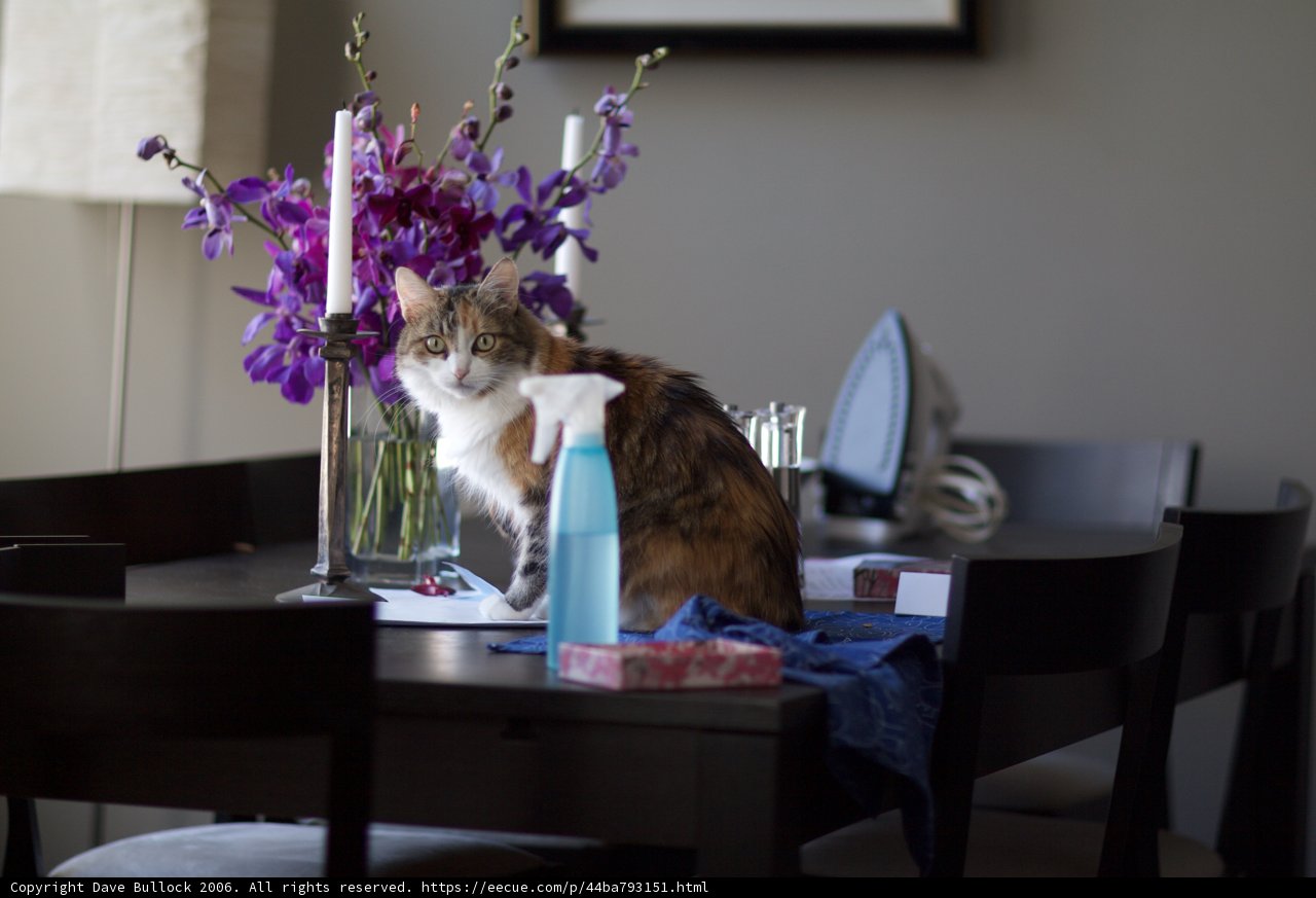 Feline and Floral Ikebana