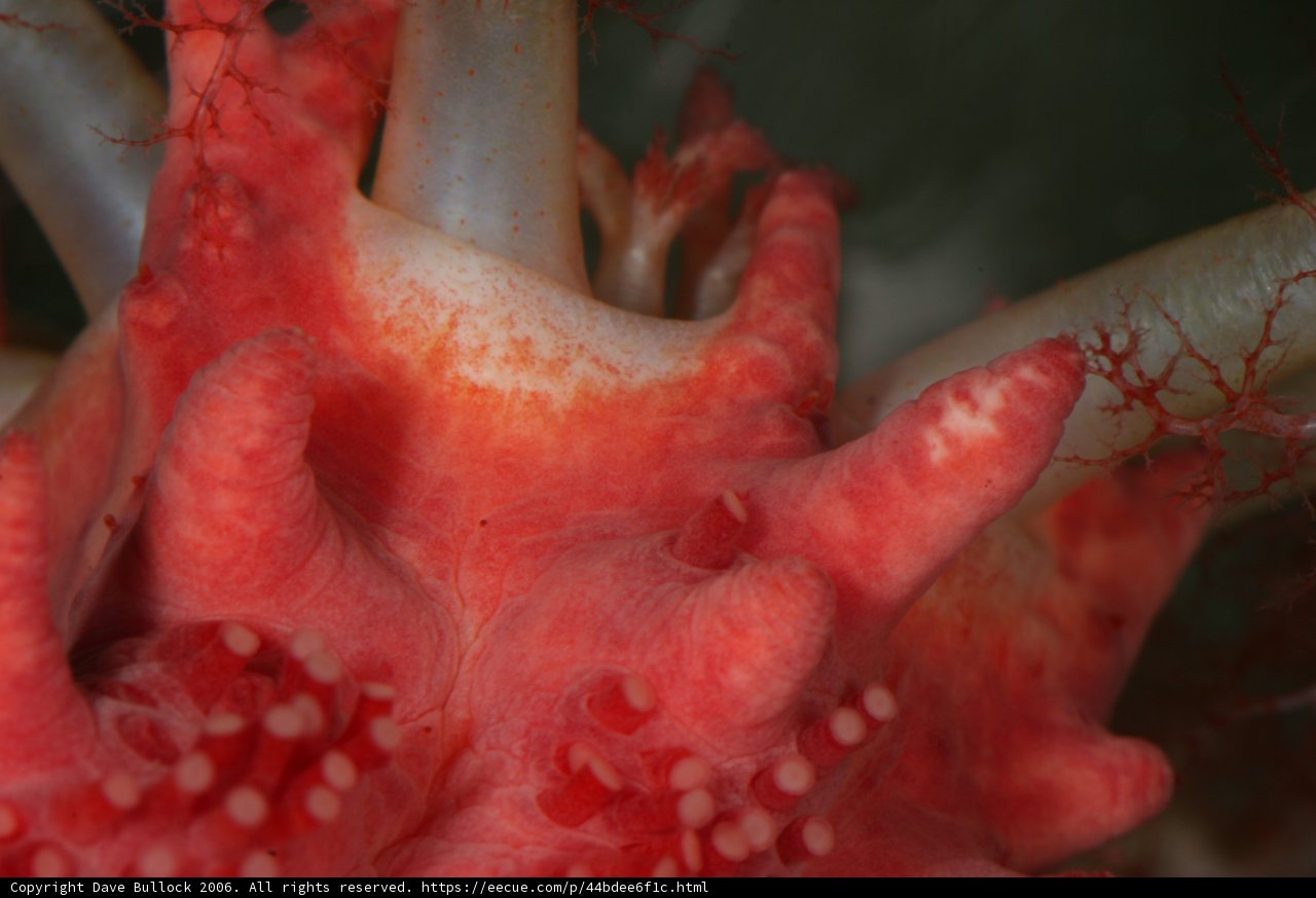Red Coral Speckled with White Spots