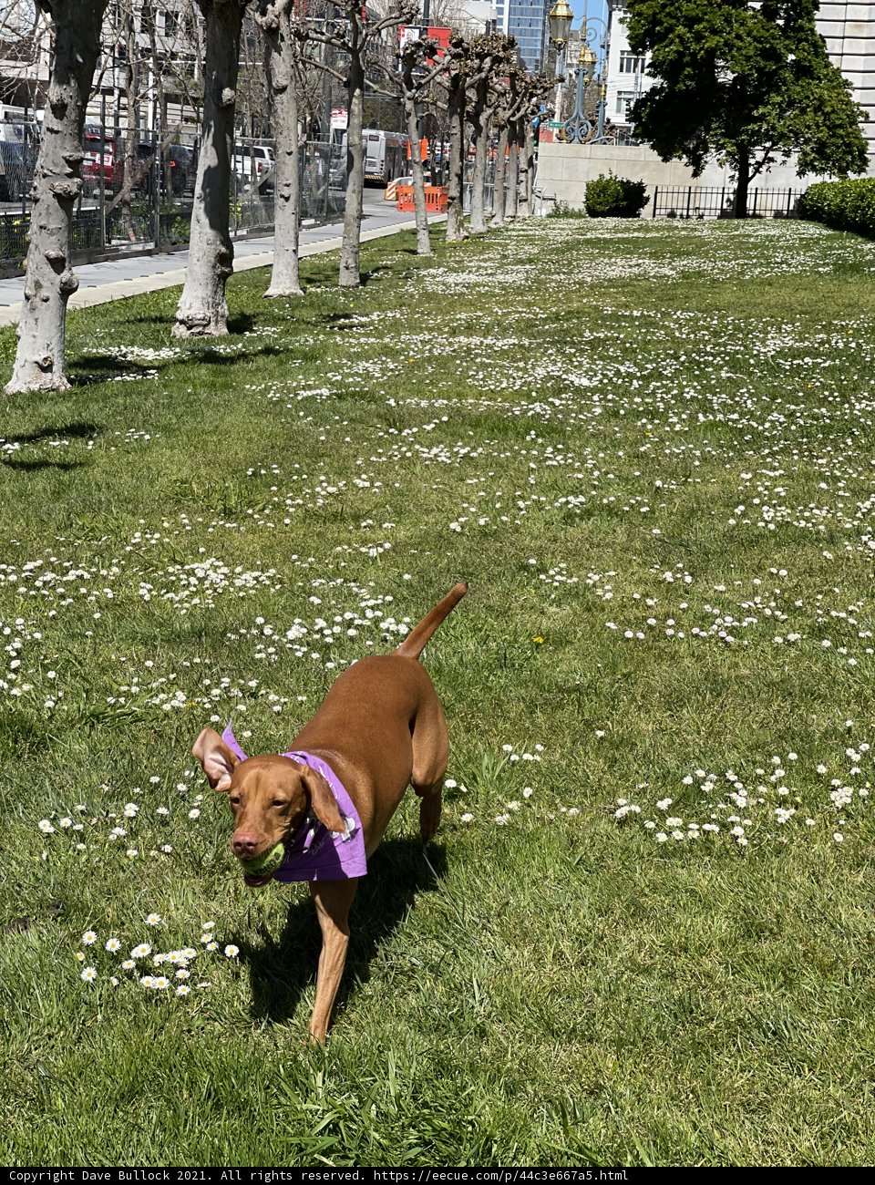 Canine in a Field of Flowers