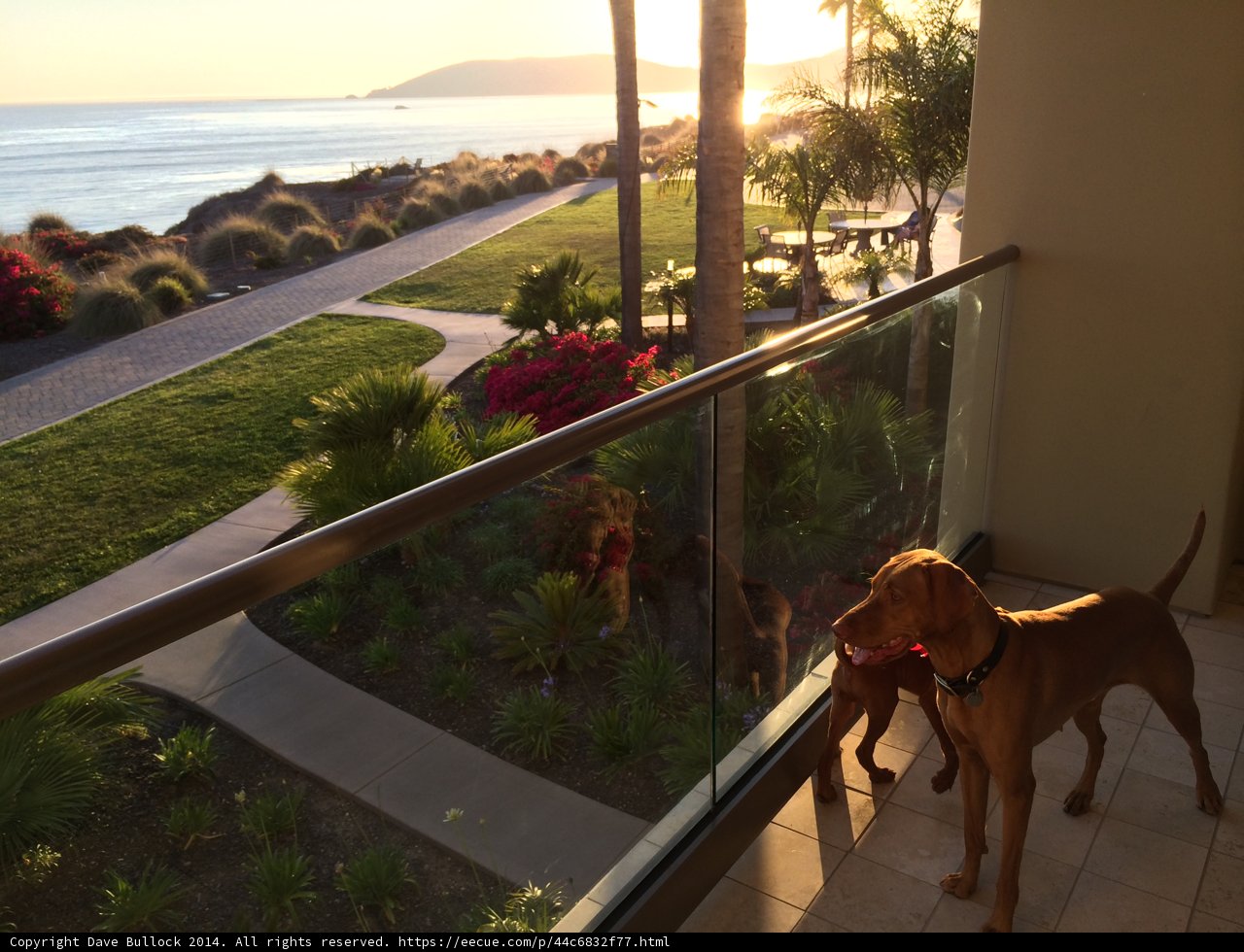 Ocean View Canine