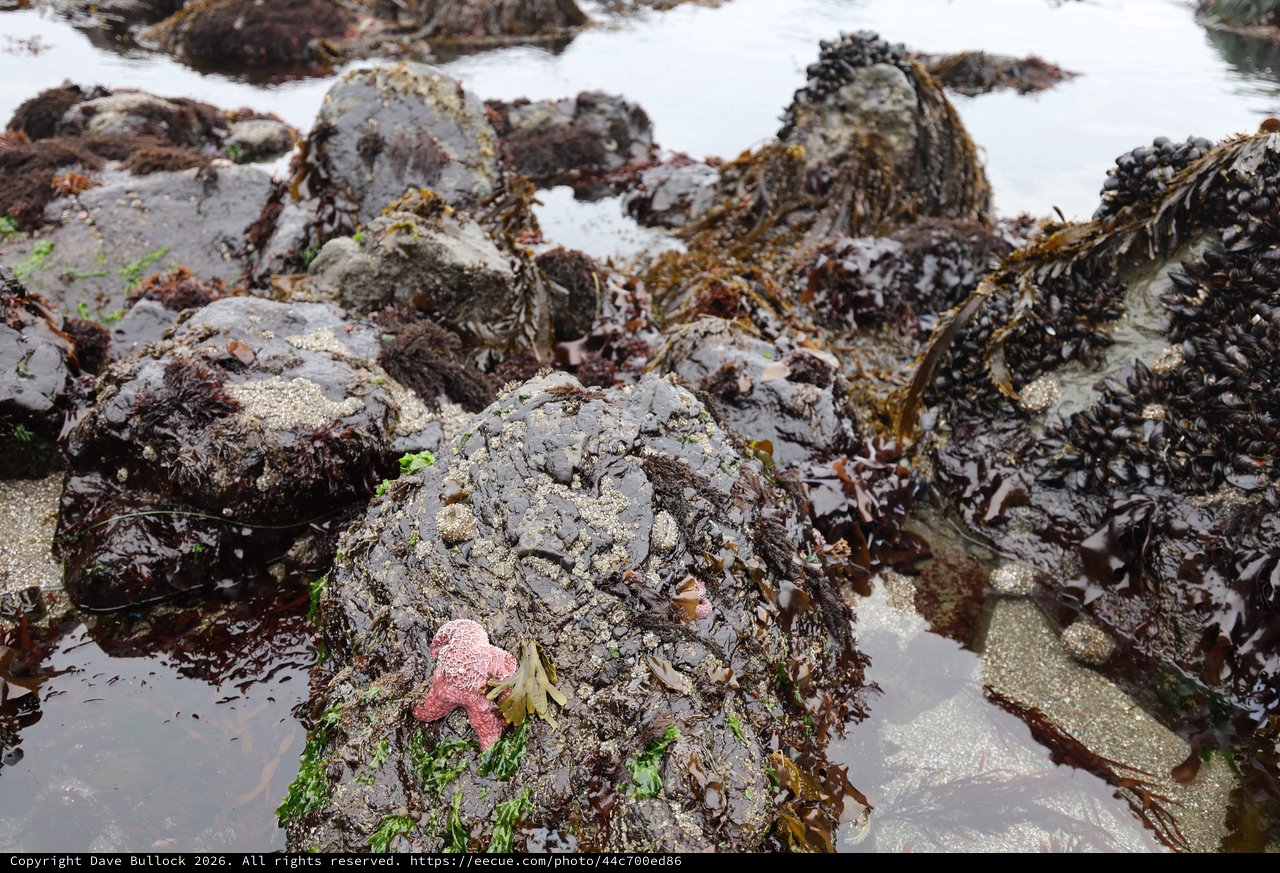 Pink Starfish Clinging to Rocky Intertidal Tide Pool