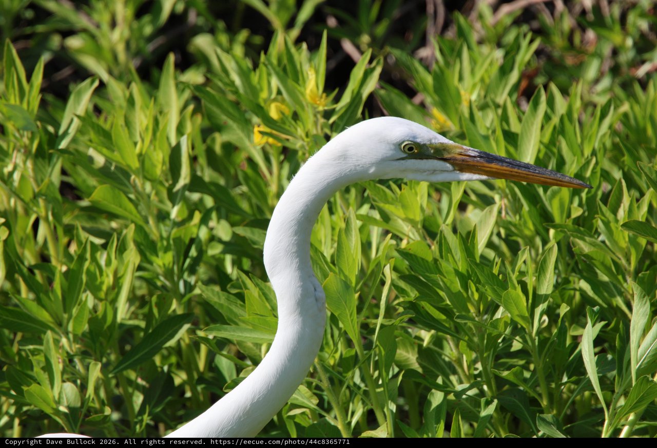 Great Egret Portrait in Vibrant Green Foliage