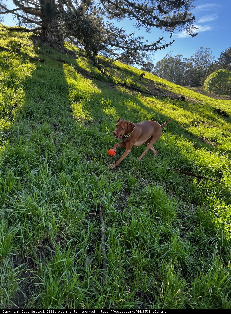 Frisbee Fun in the Fields