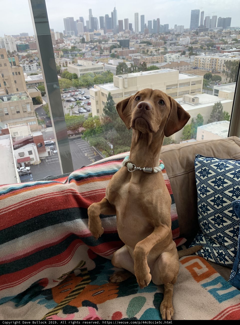 Cozy Urban Pup