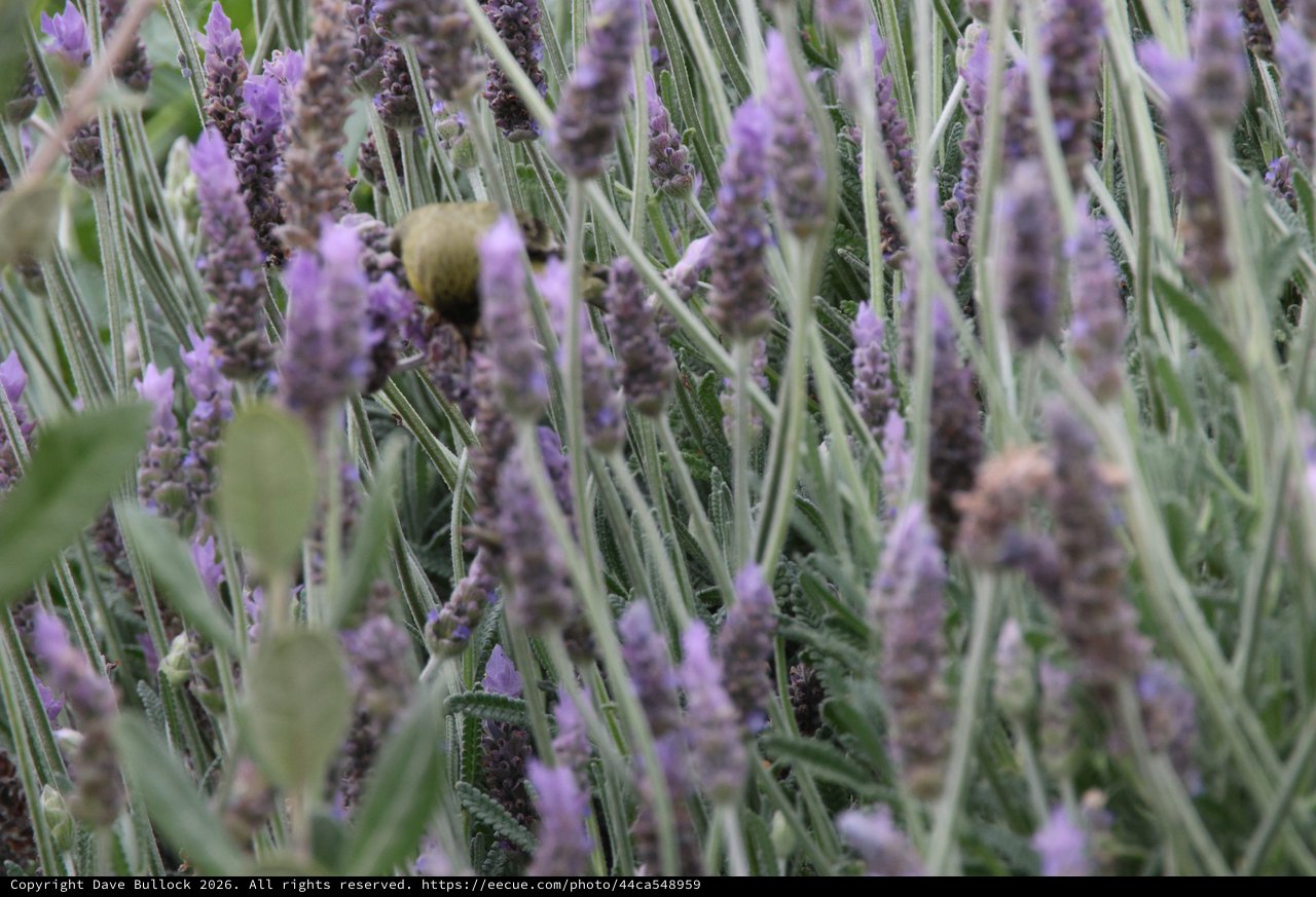 Lavender Field with Greenfinch in Soft Focus