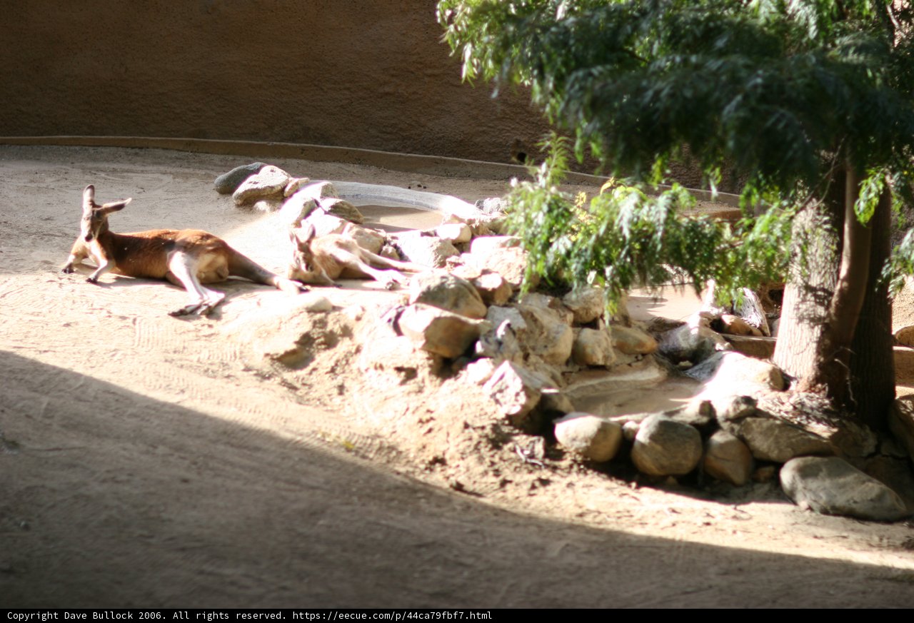 Zoo Animals in Nature's Habitat