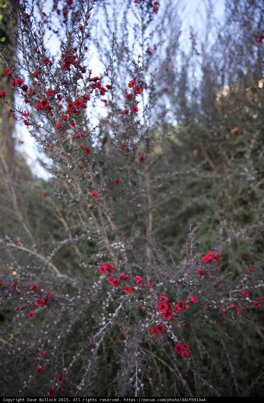 Winter Blossoms at Thistlewyck