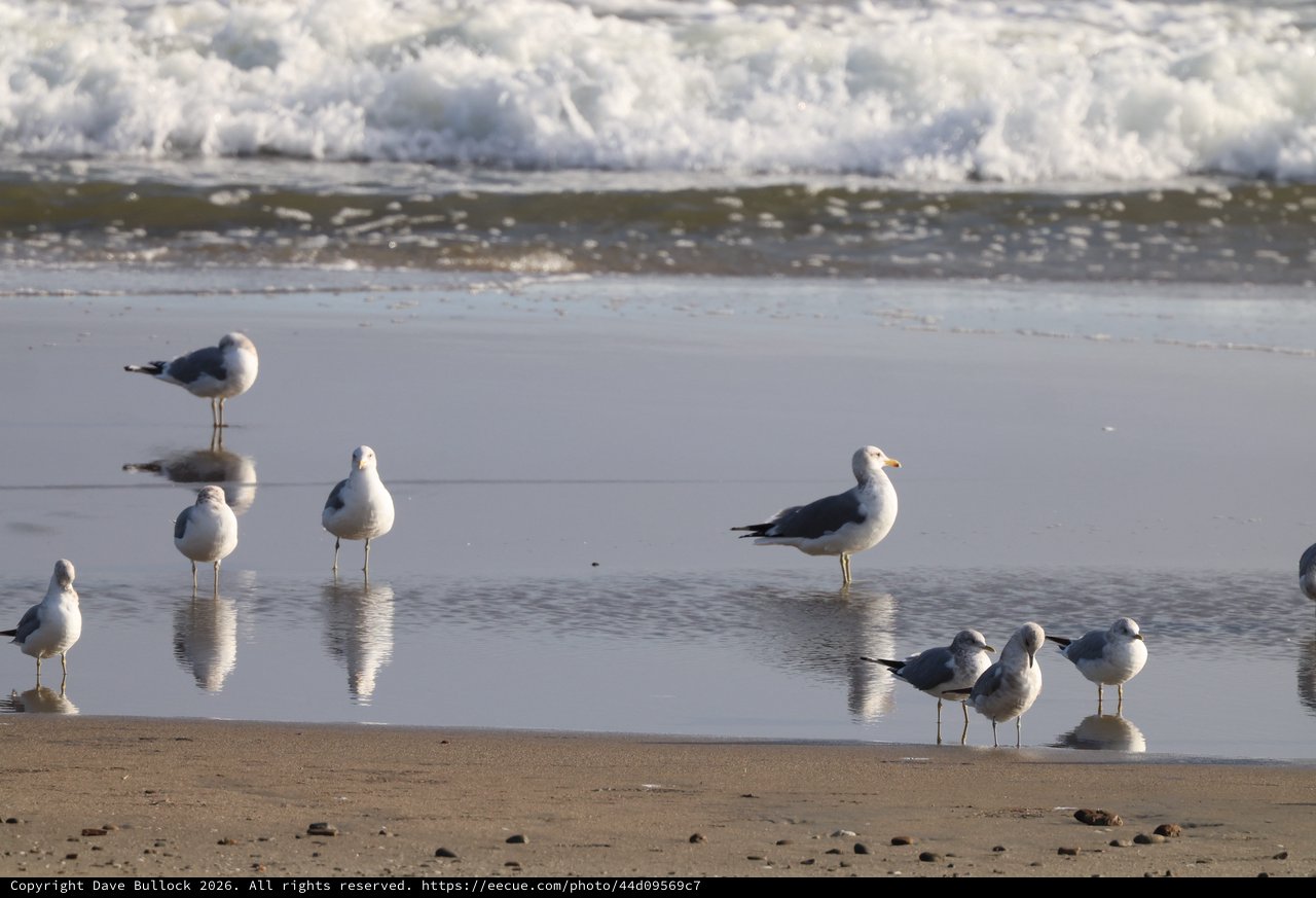 Seagulls Gathered at Water's Edge on Sandy Beach