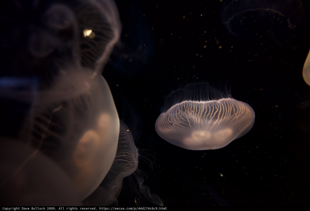 Glow in the Dark Jellies