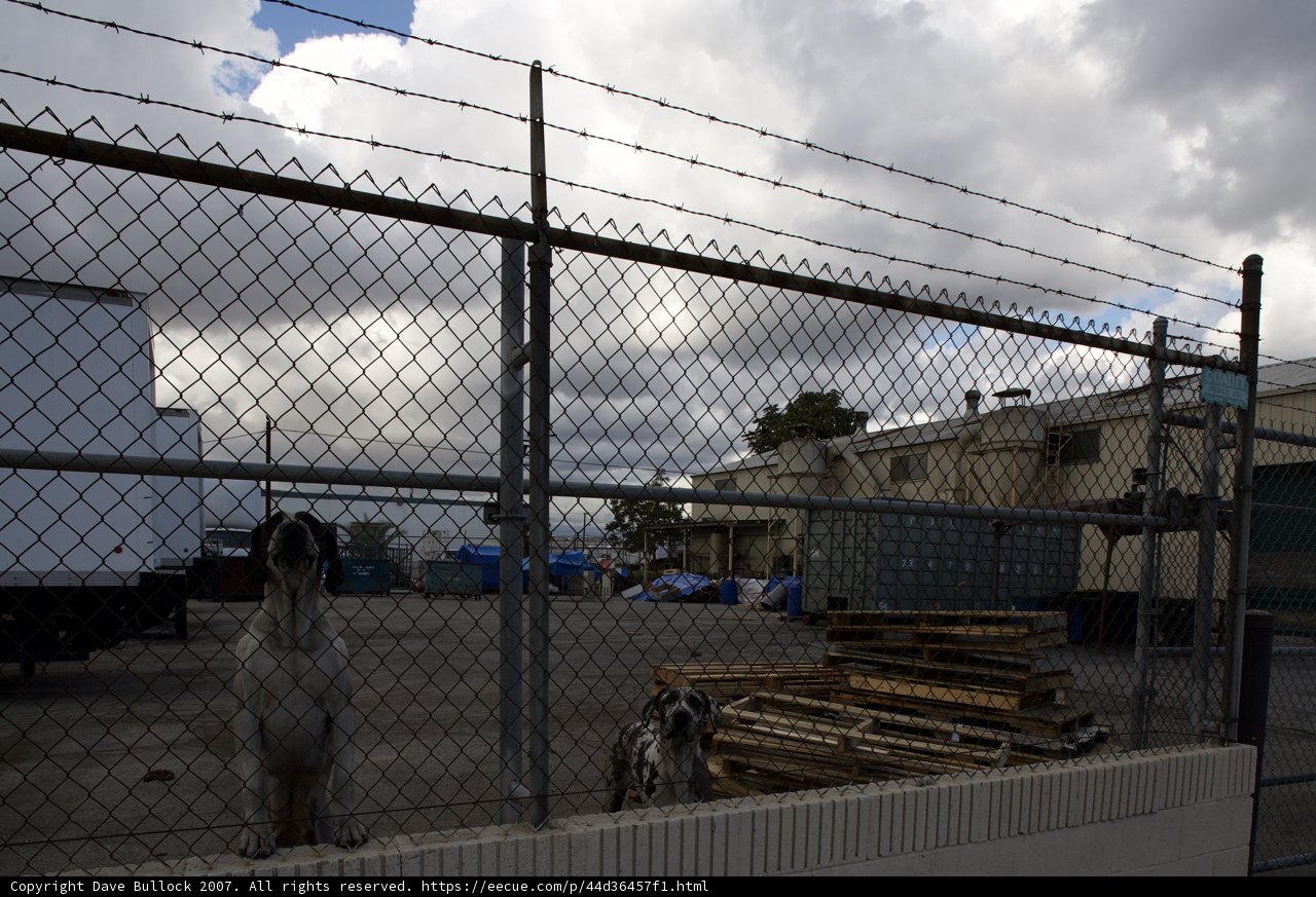 Two Furry Friends Behind the Fence