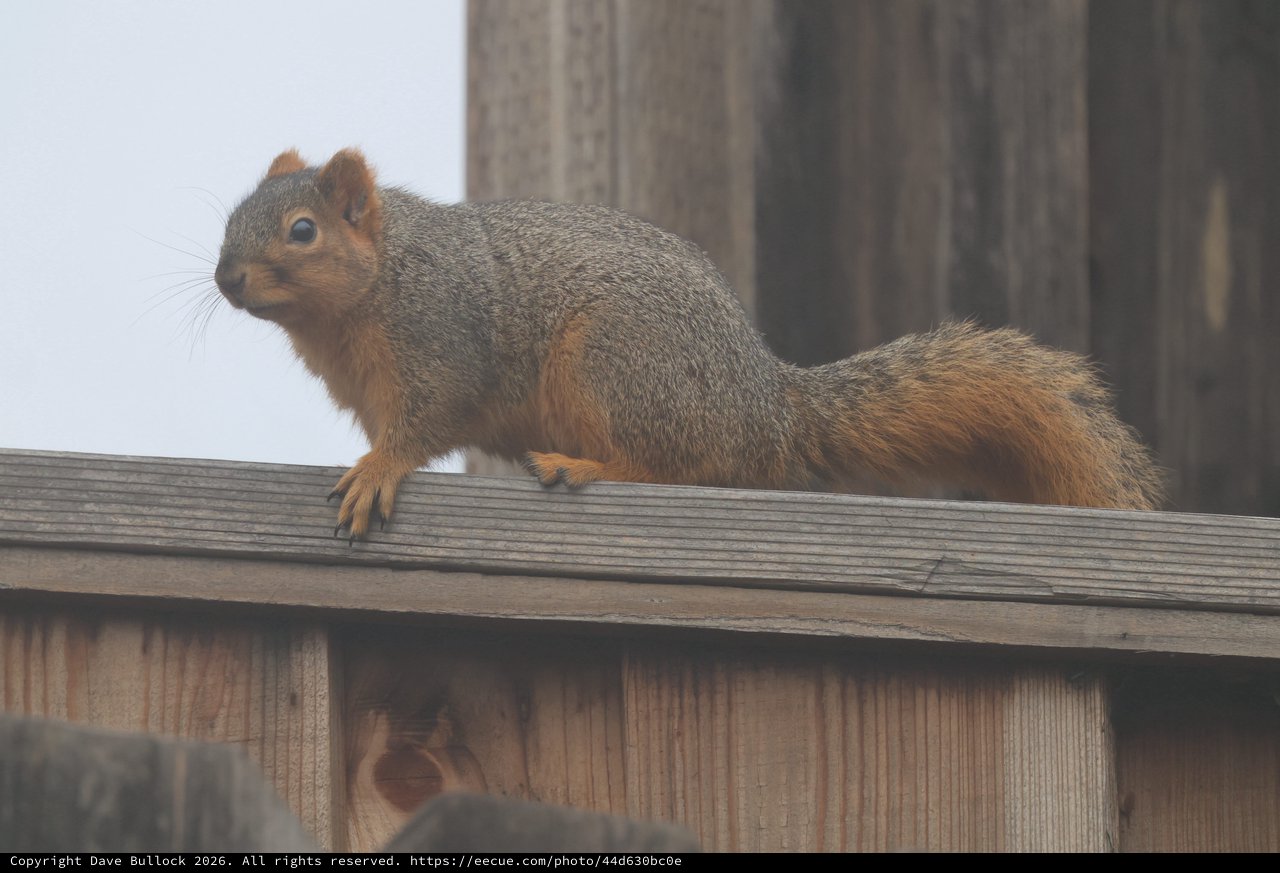 Alert Fox Squirrel Perched on Wooden Fence Rail