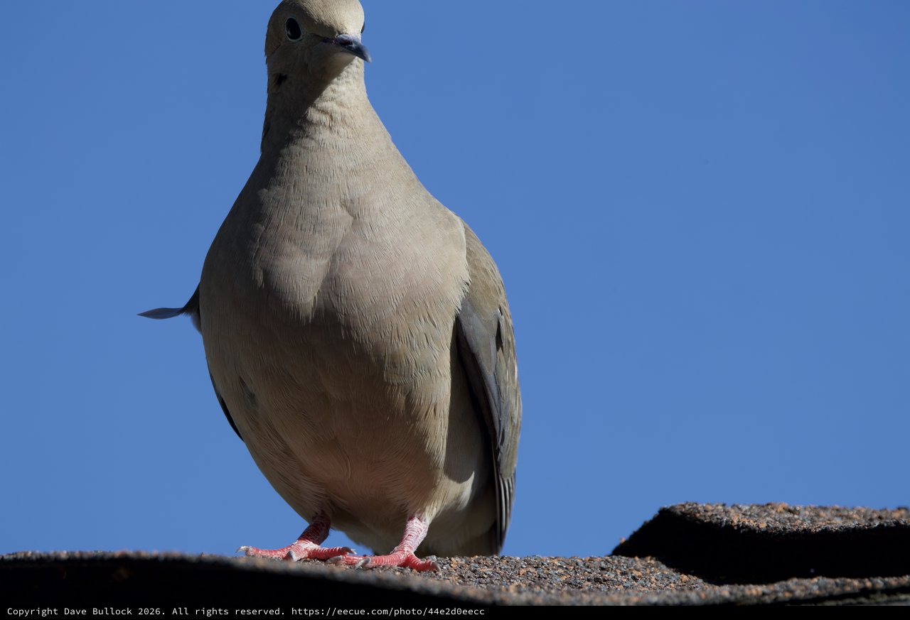 Curious Mourning Dove in Intimate Close-Up Portrait