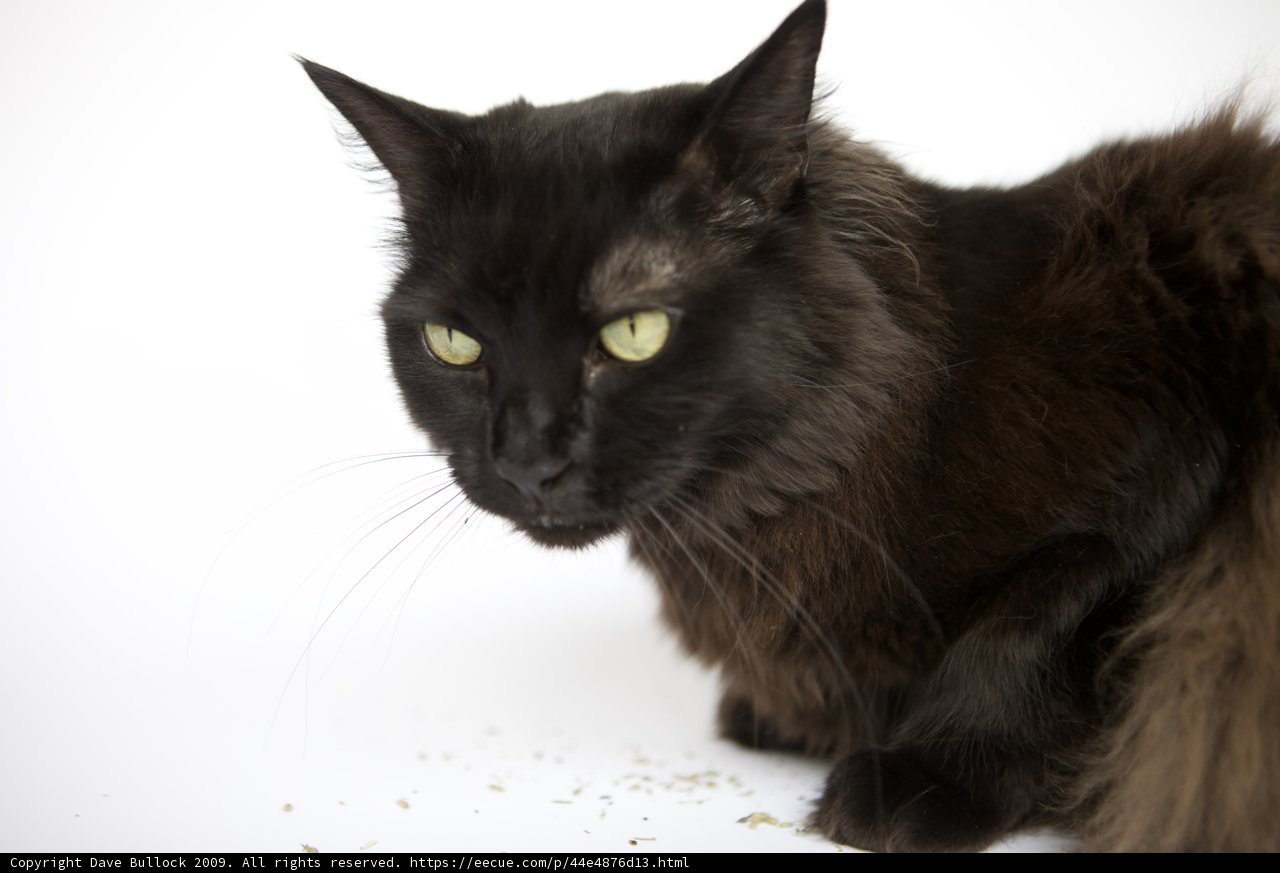 Mysterious Black Cat