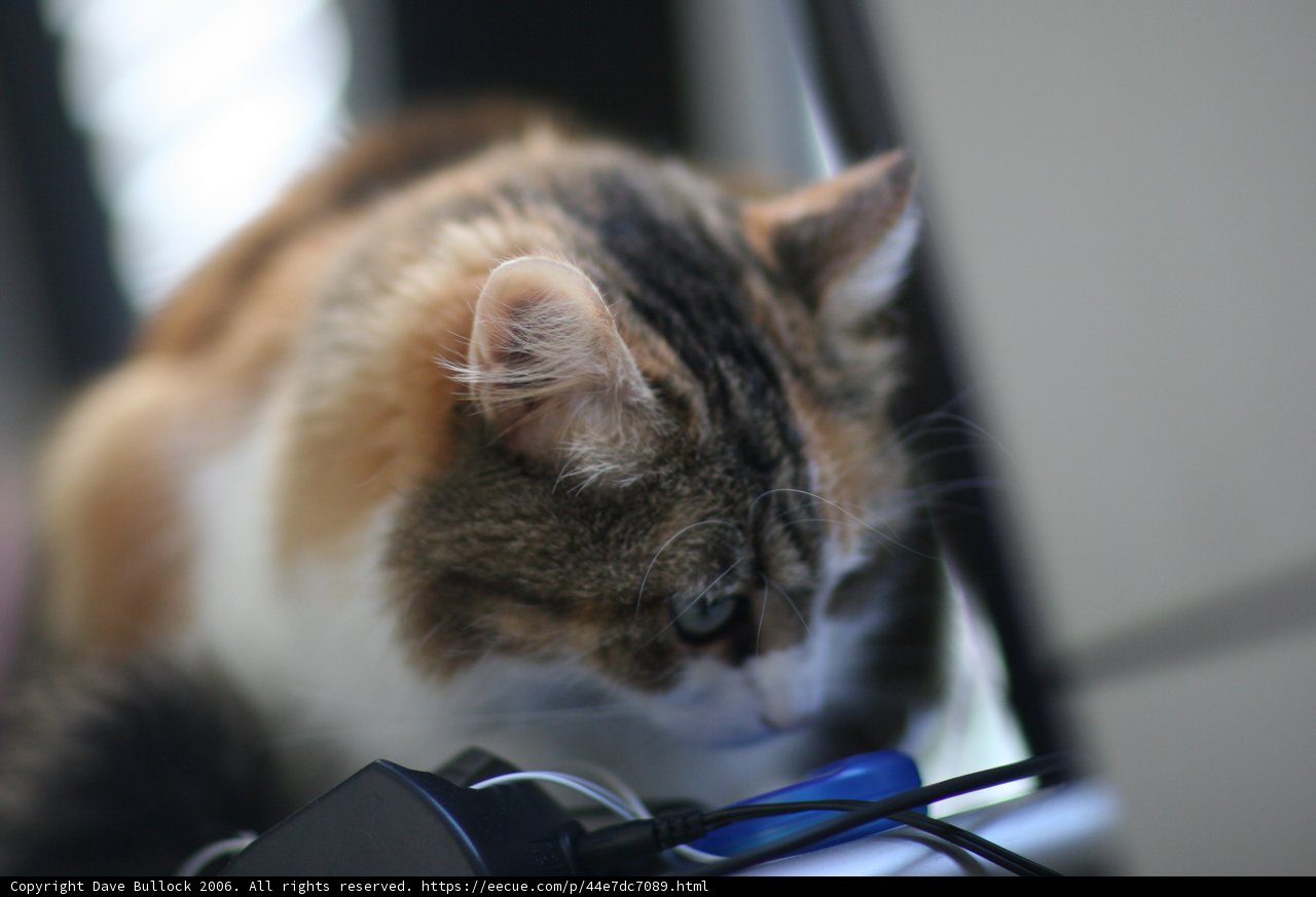 Purrfect Work Companion