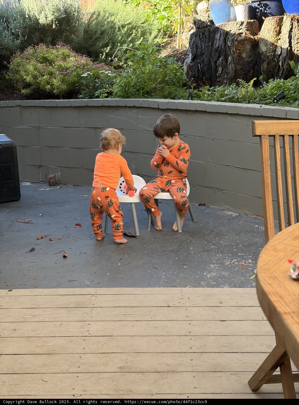 Morning Playtime in the Backyard