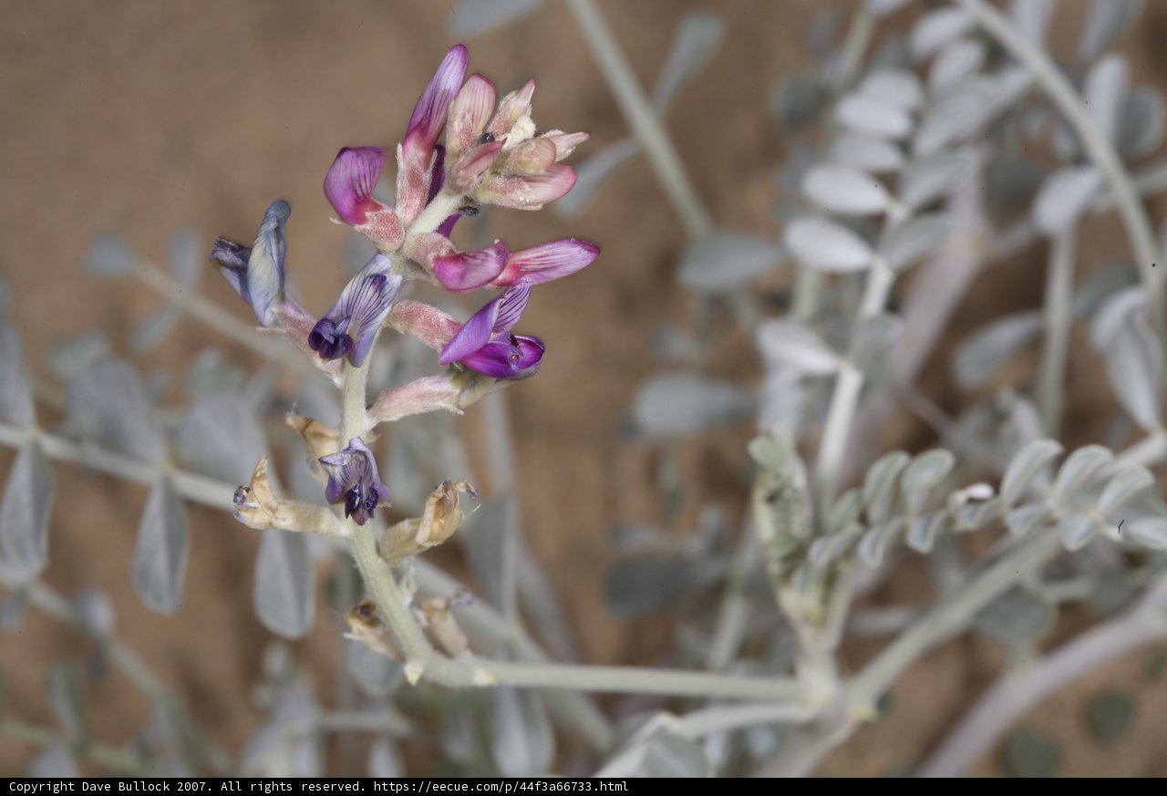 Desert Blooms