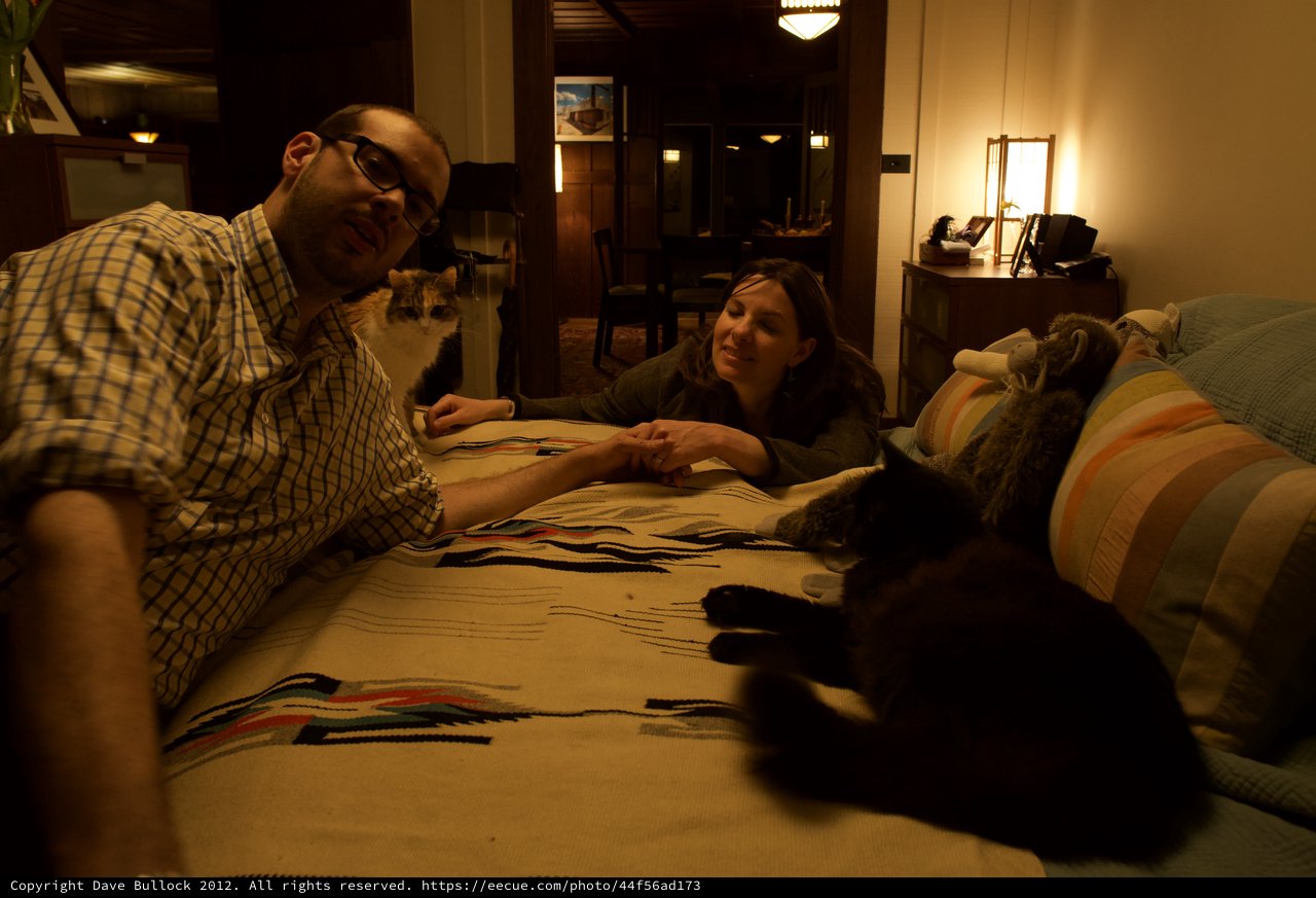 Cozy Evening with Cats on a Patterned Bed