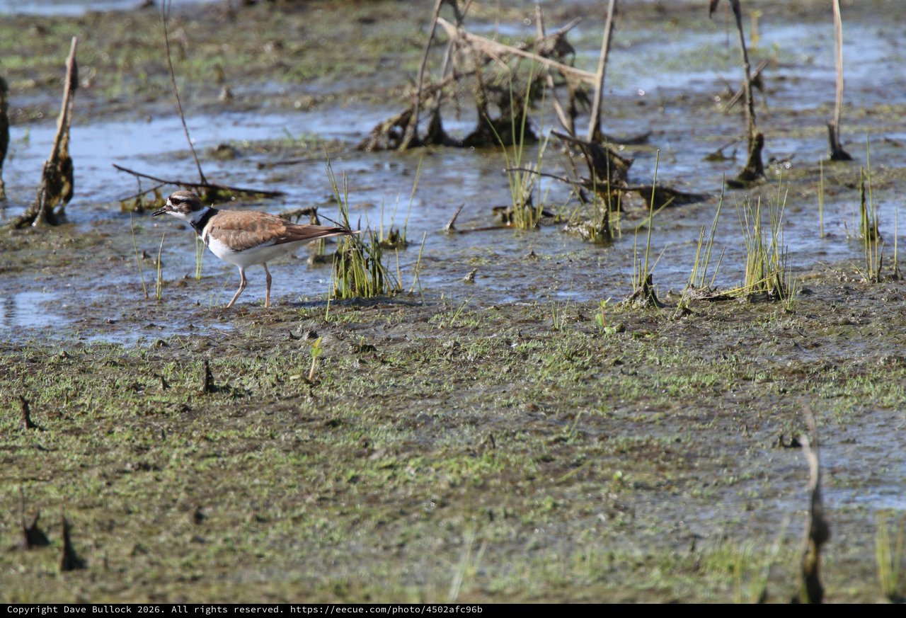 Killdeer Wading in Shallow Wetland Waters