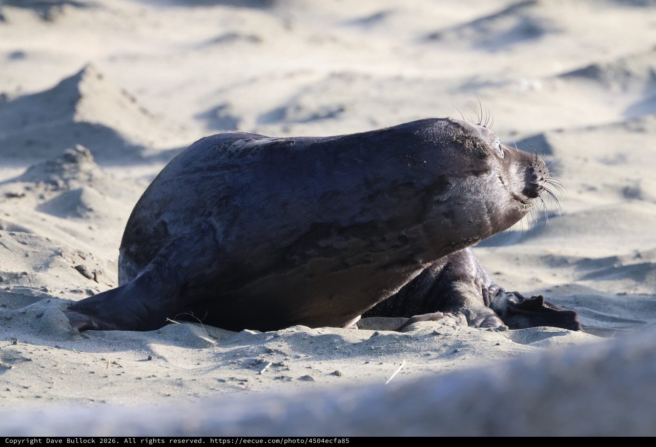 Northern Elephant Seal Pup Nursing on Sandy Beach