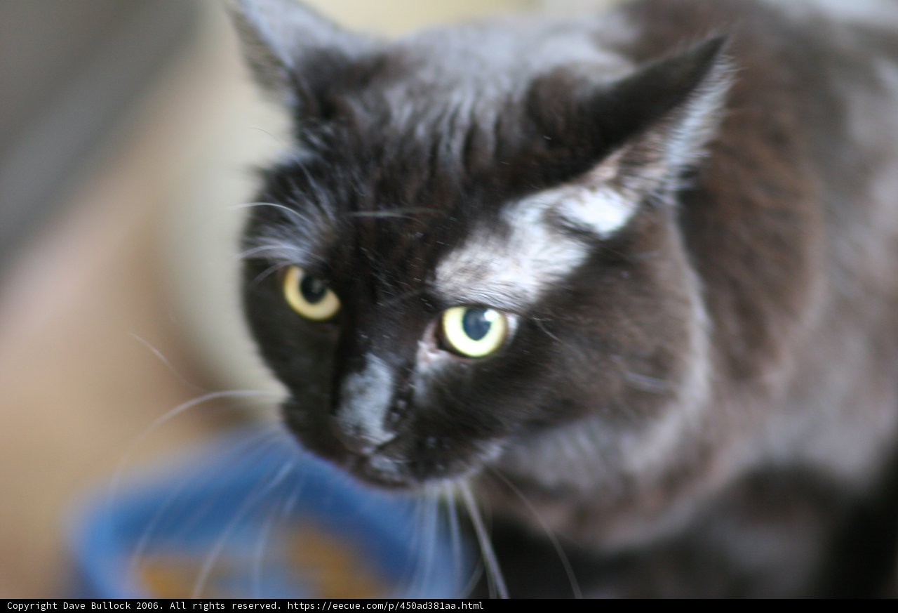 Yellow-eyed Black Cat